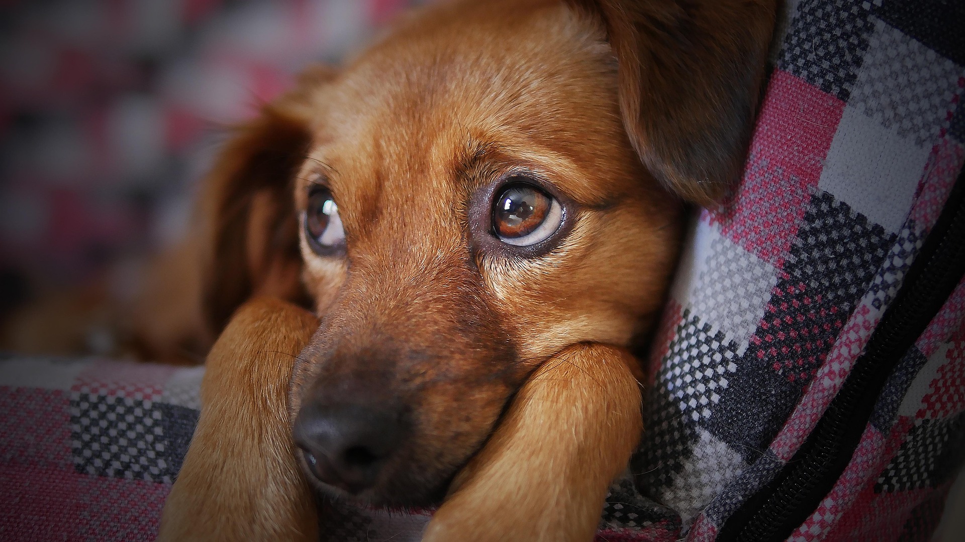 dog breeds prone to anxiety