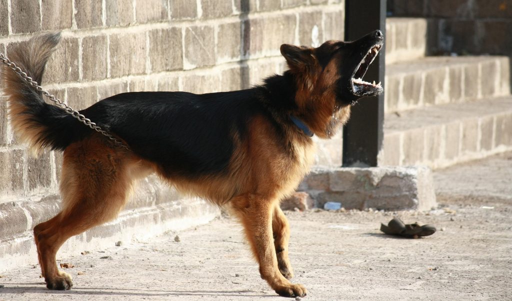 Dog Barking