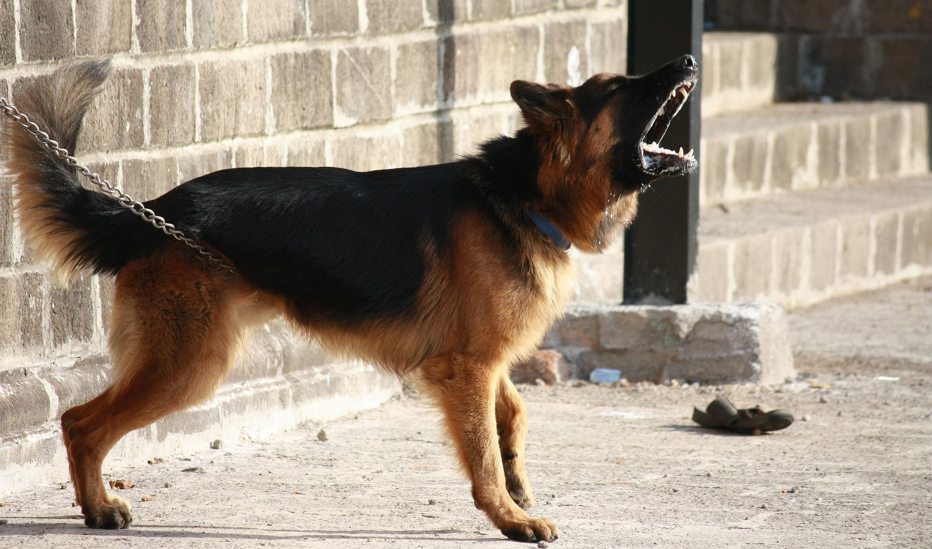 Separation Anxiety in Dogs