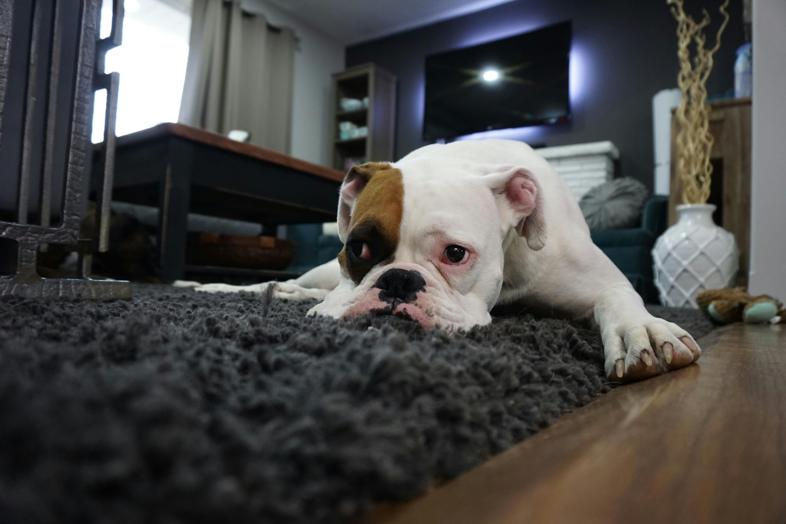 how-to-calm-an-anxious-dog