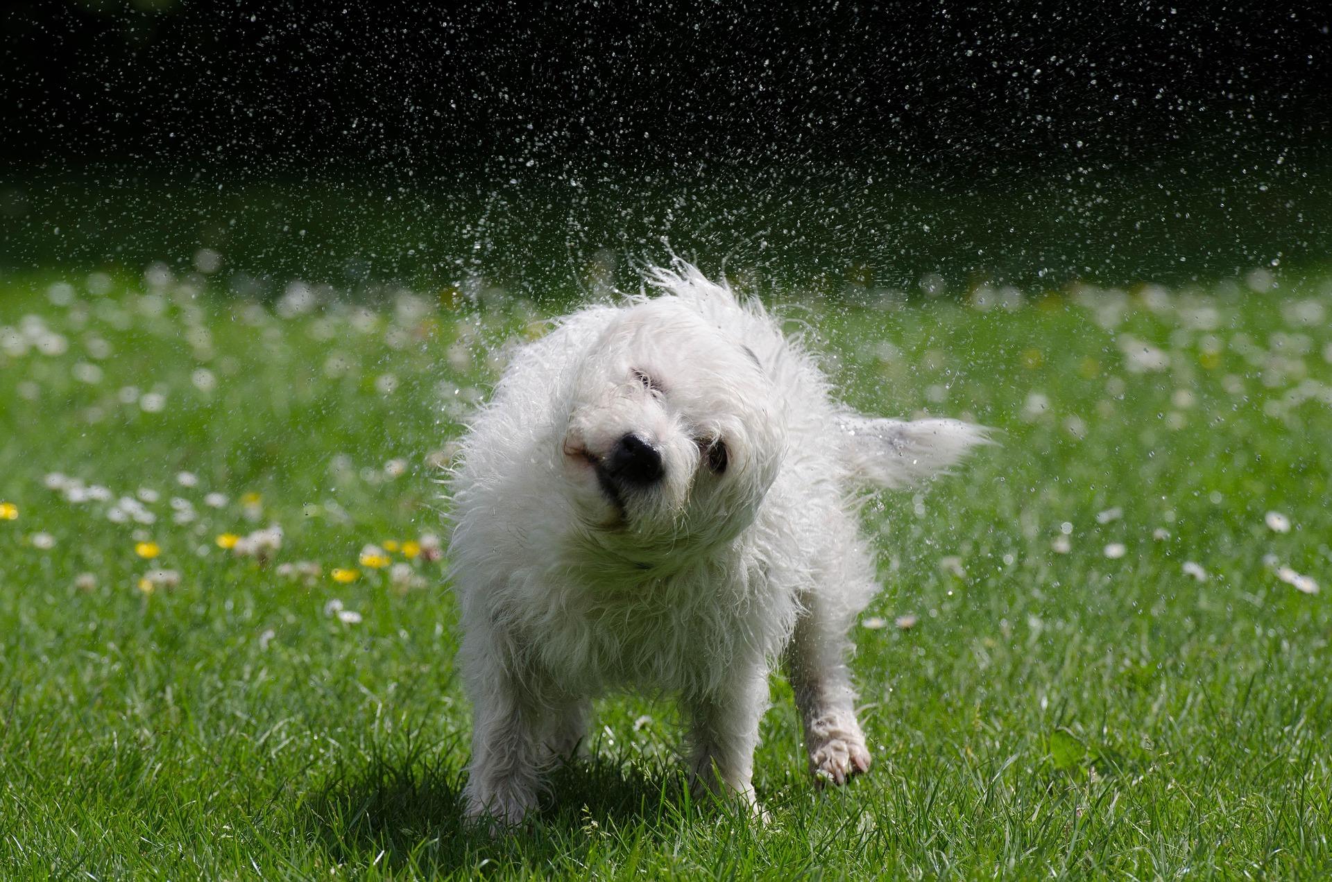 Dog Anxiety and Shadowing