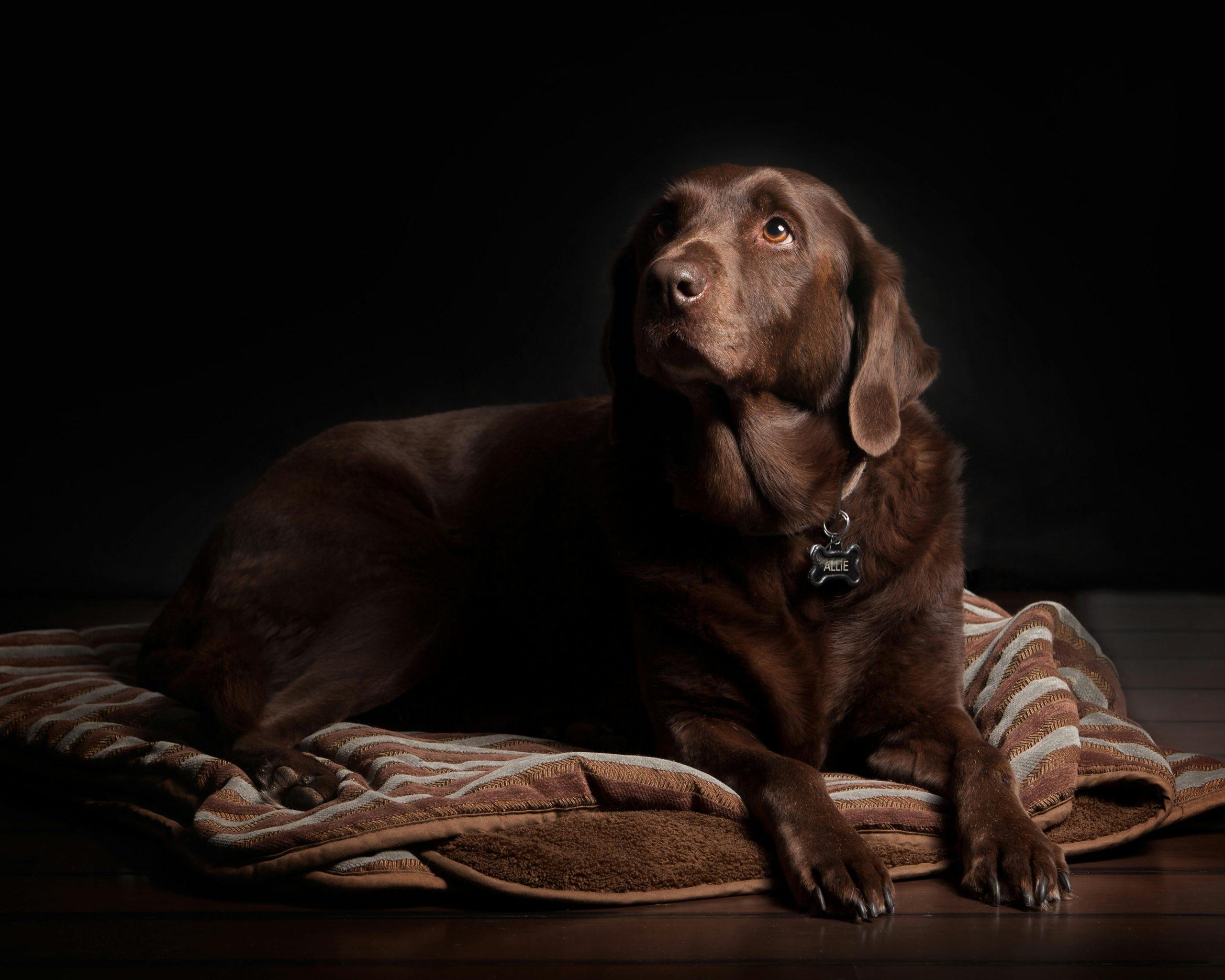 Can Dog Anxiety Shorten Lifespan