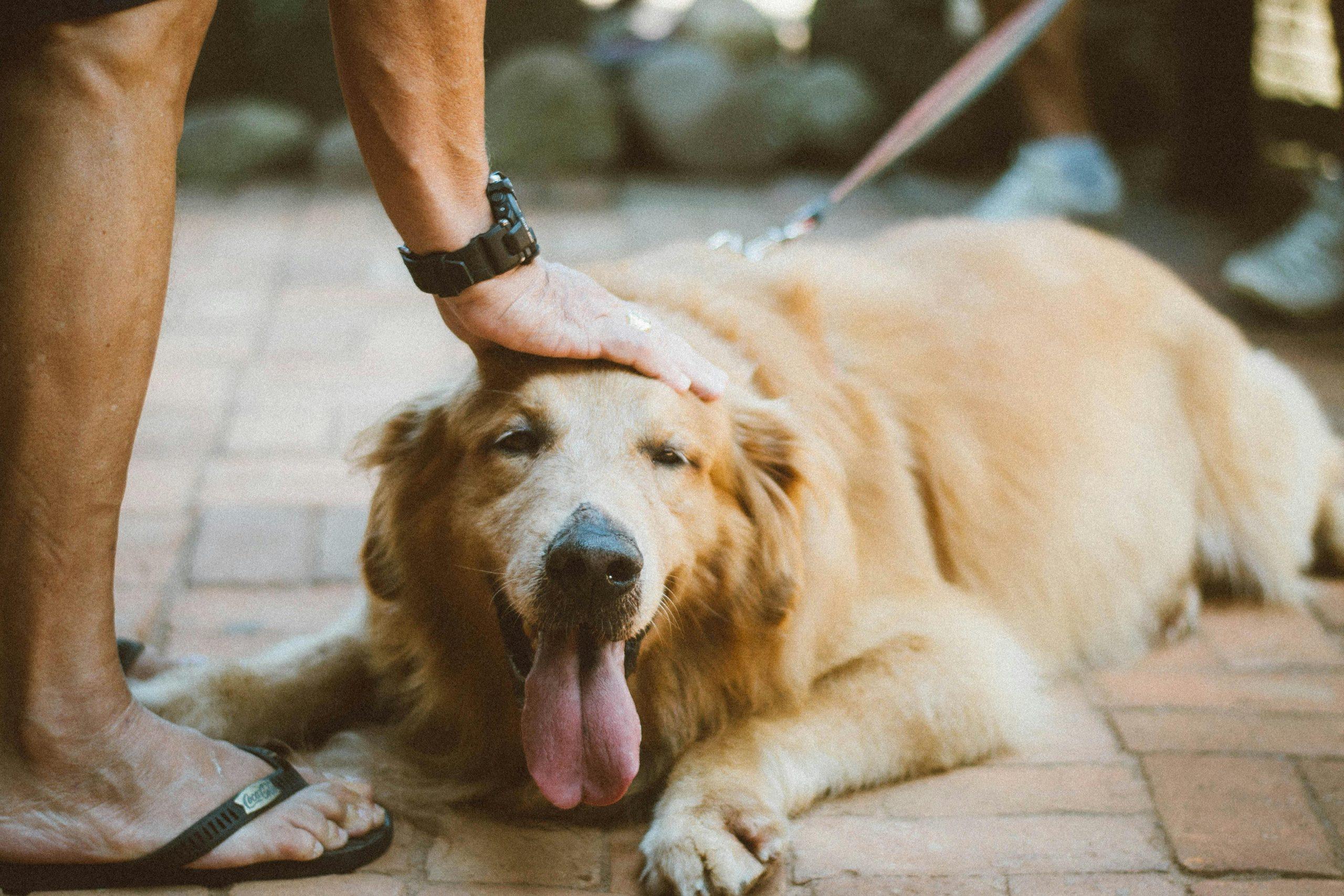 Dog Anxiety and Constant Pacing