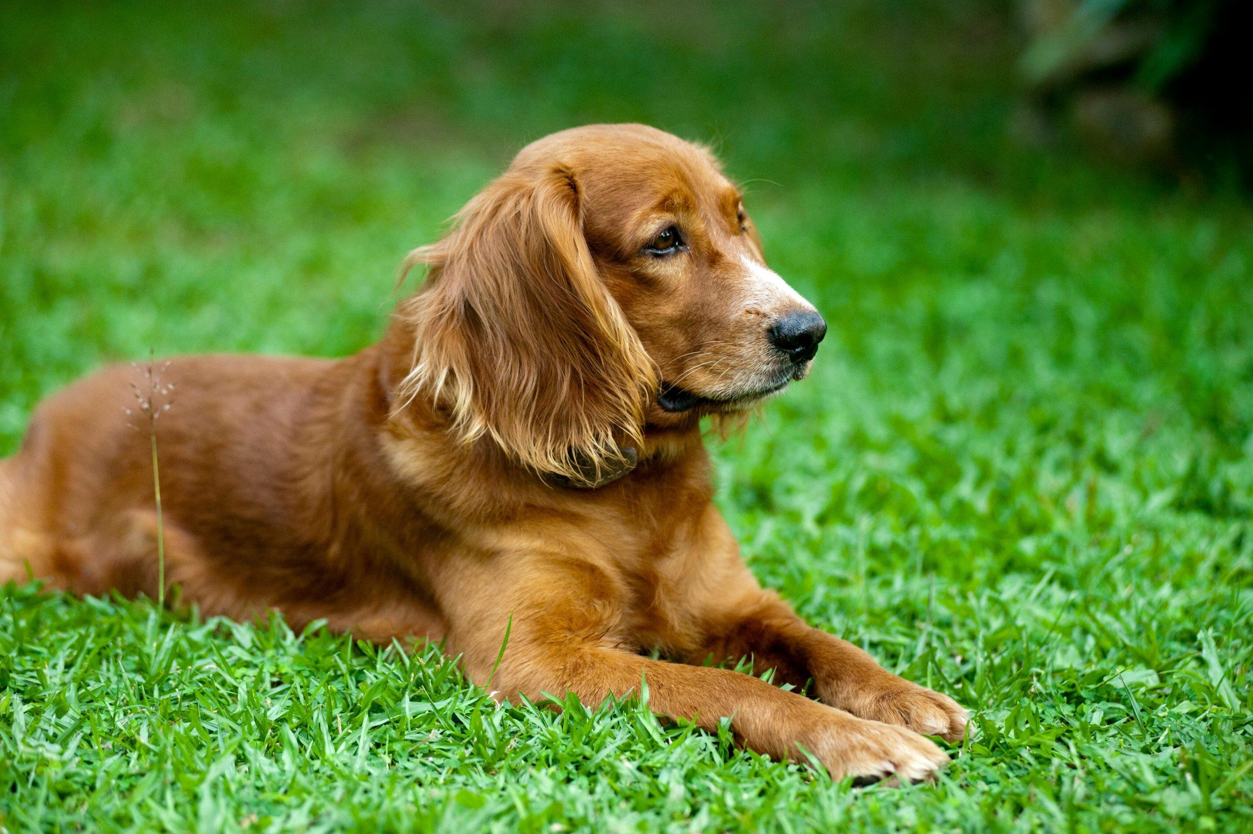Can Lack of Exercise Cause Dog Anxiety?