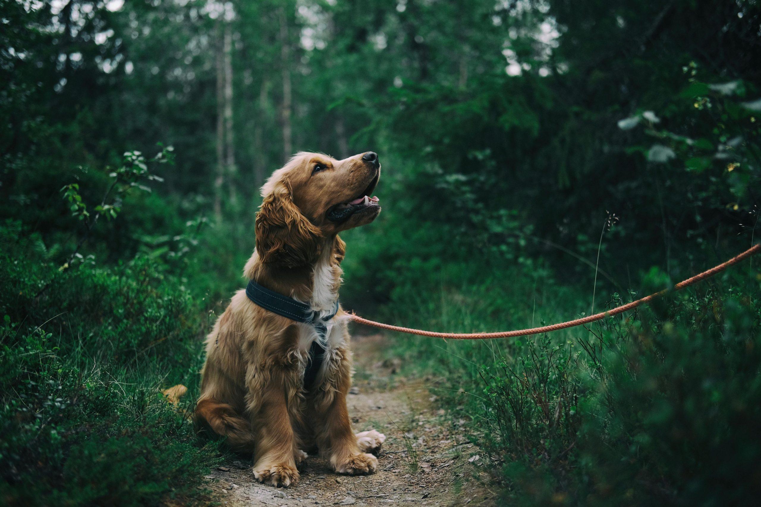 Dog Anxiety and Whining