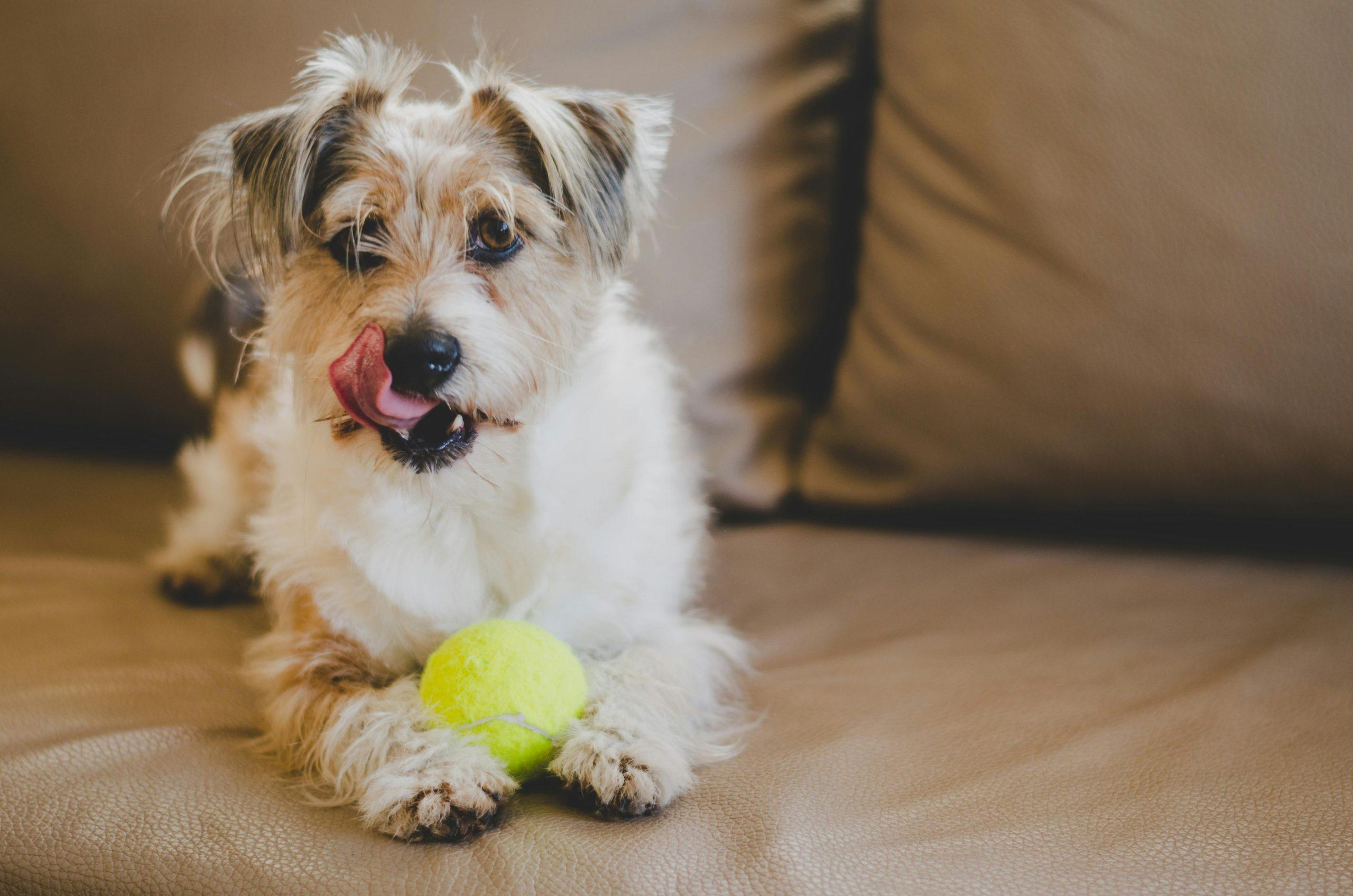 Can Dog Anxiety Cause Hair Loss