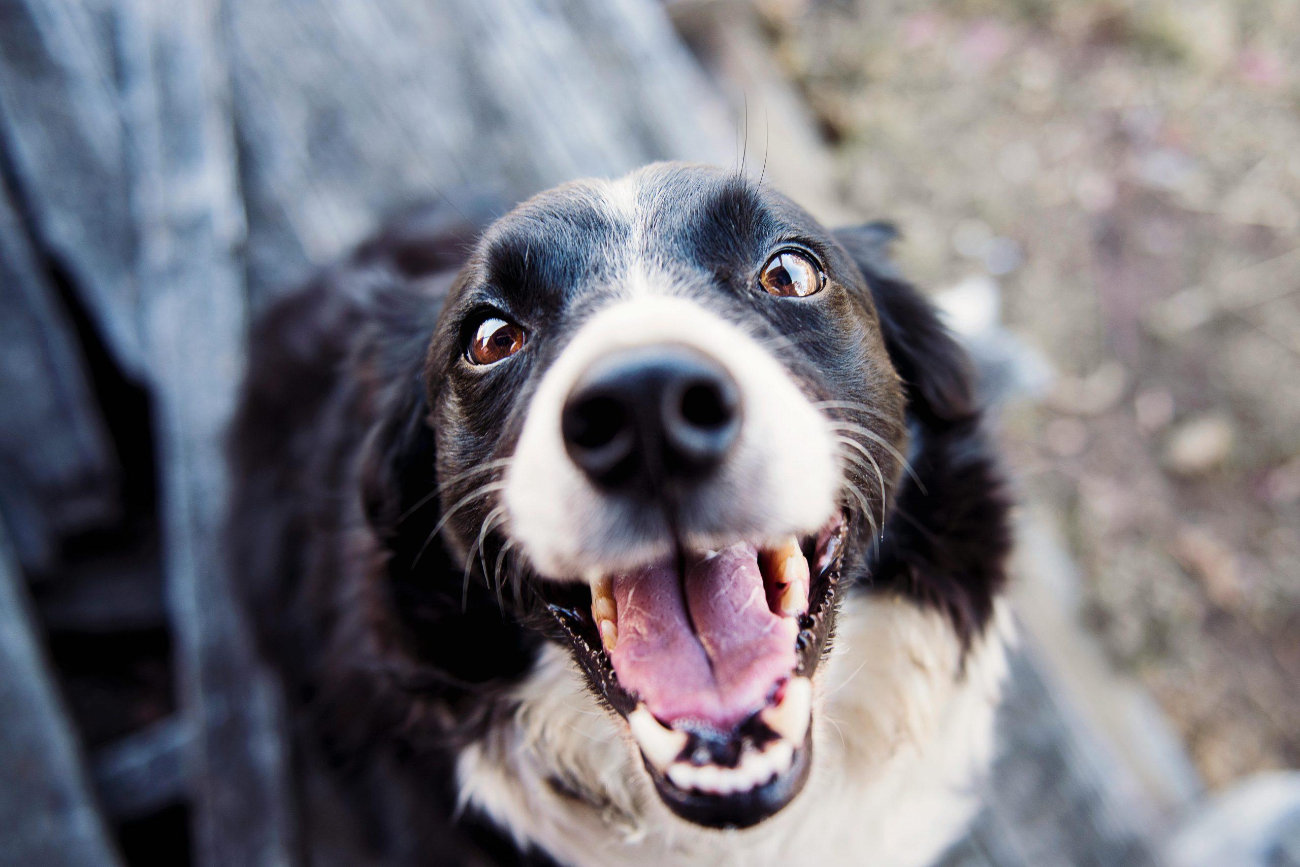 Can Dog Anxiety Cause Aggression