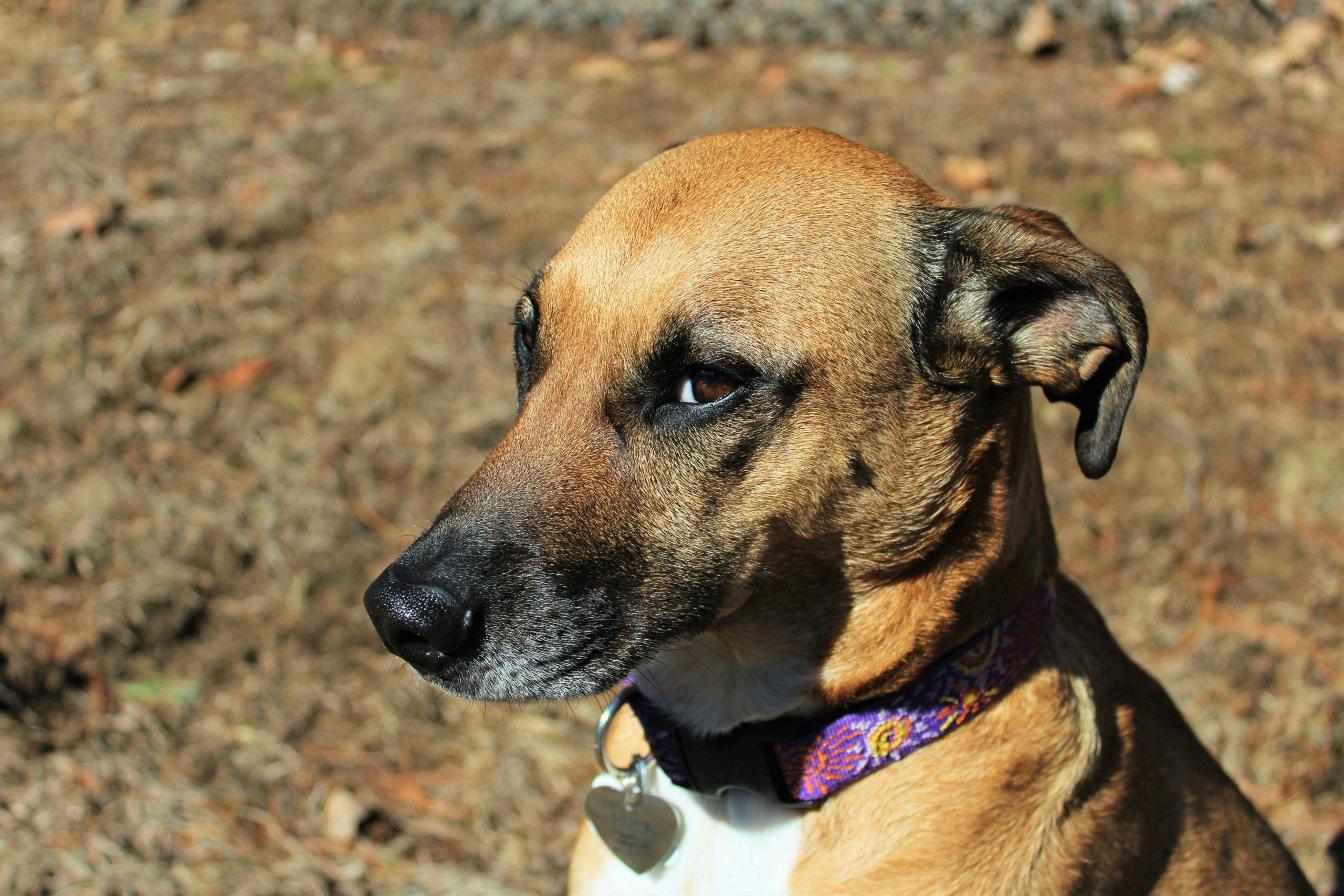 Dog Anxiety Around Strangers