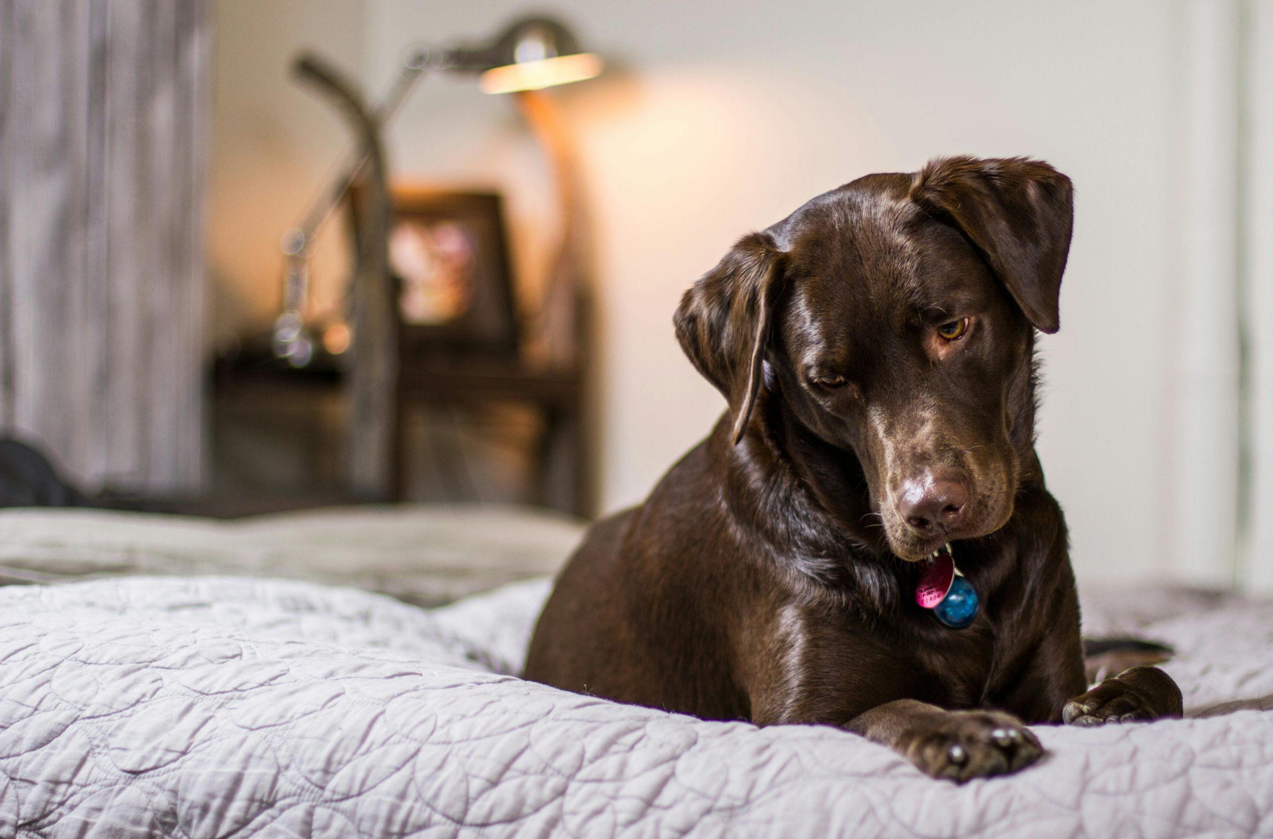 Dog Anxiety in New Environments