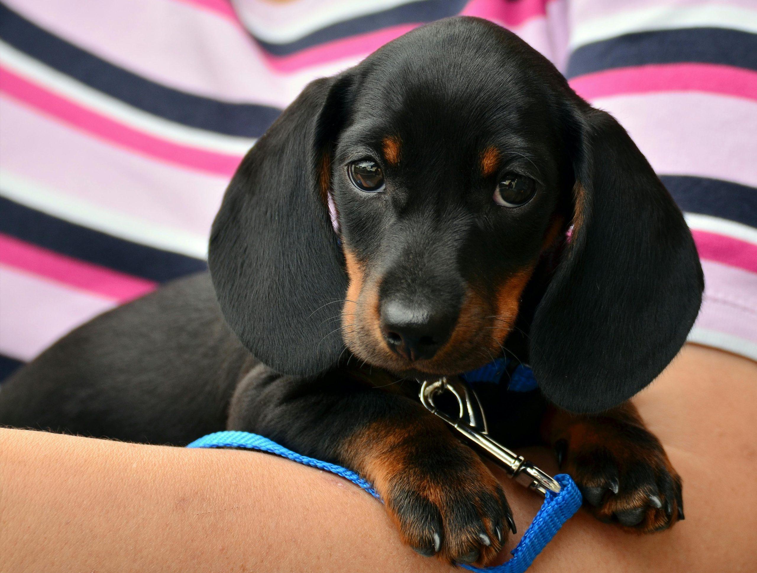 Dog Anxiety and Trembling