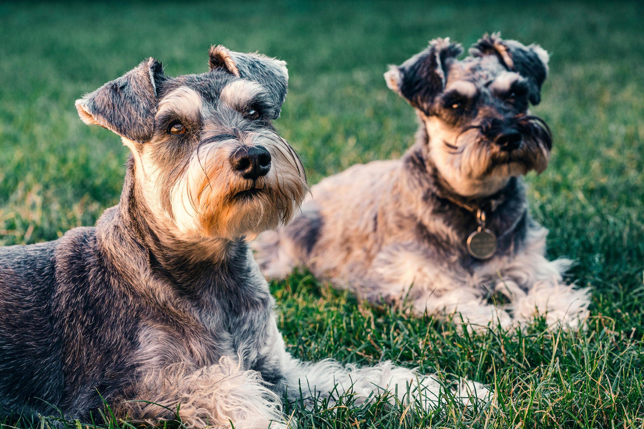 Dog Anxiety When Left with Other Pets