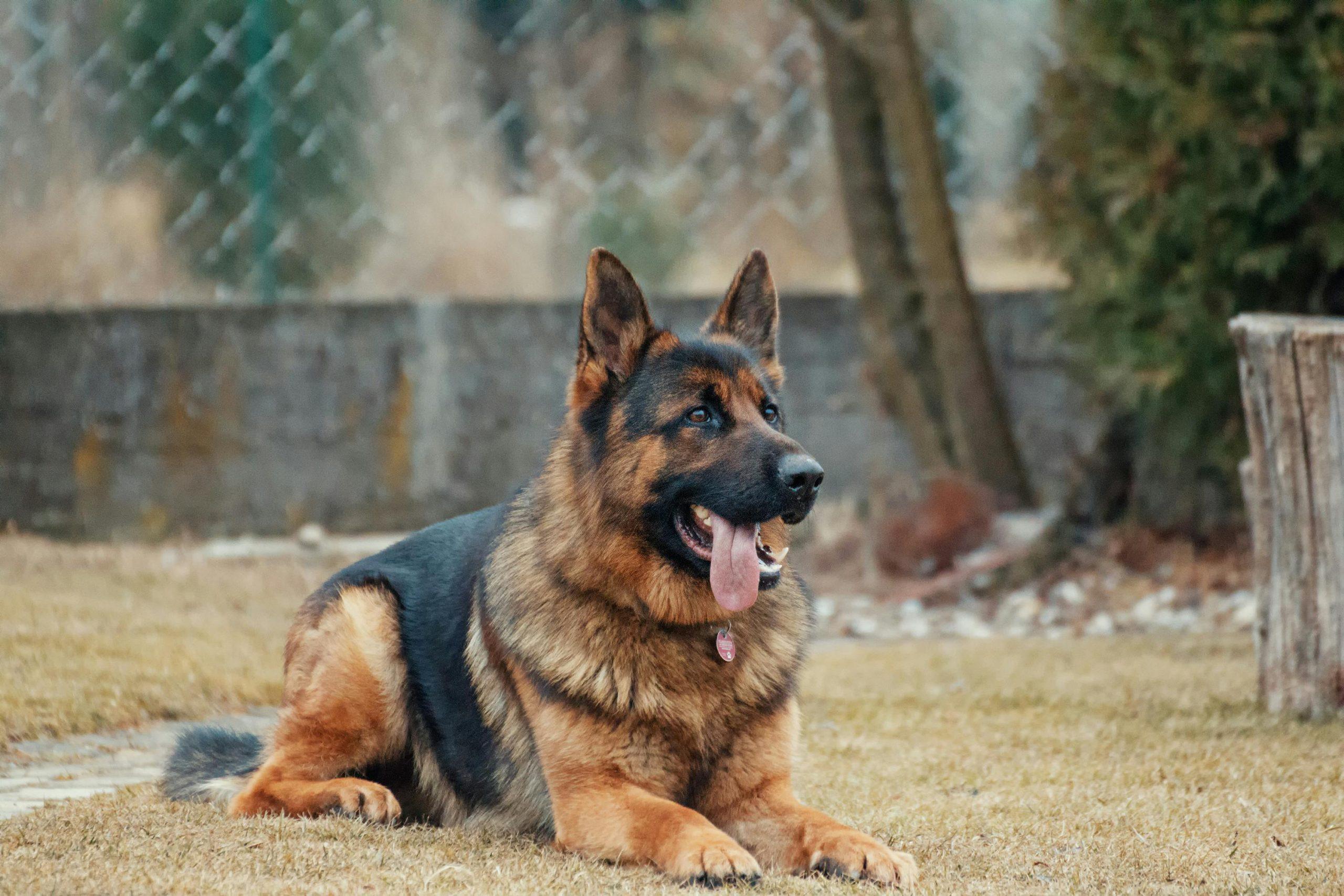 Dog Anxiety in Senior Dogs