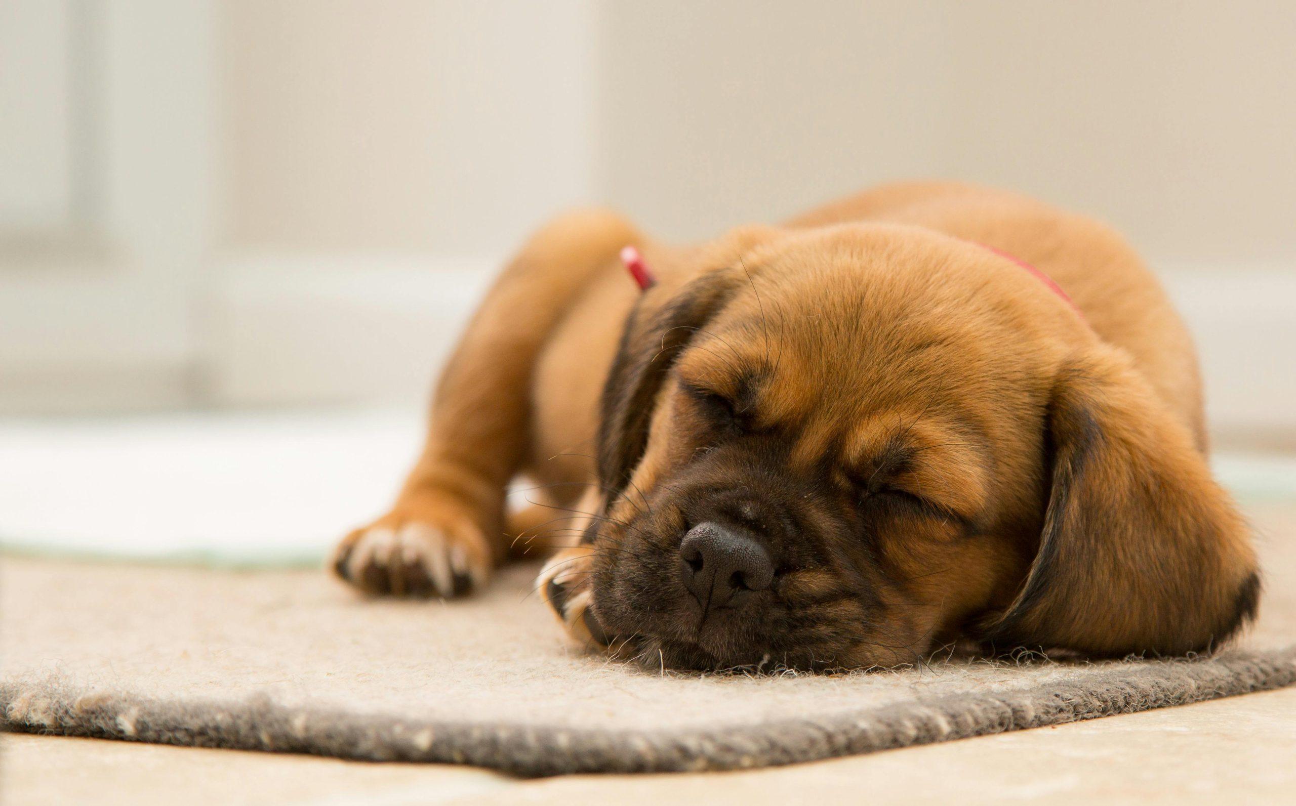 Can Dog Anxiety Cause Loss of Appetite