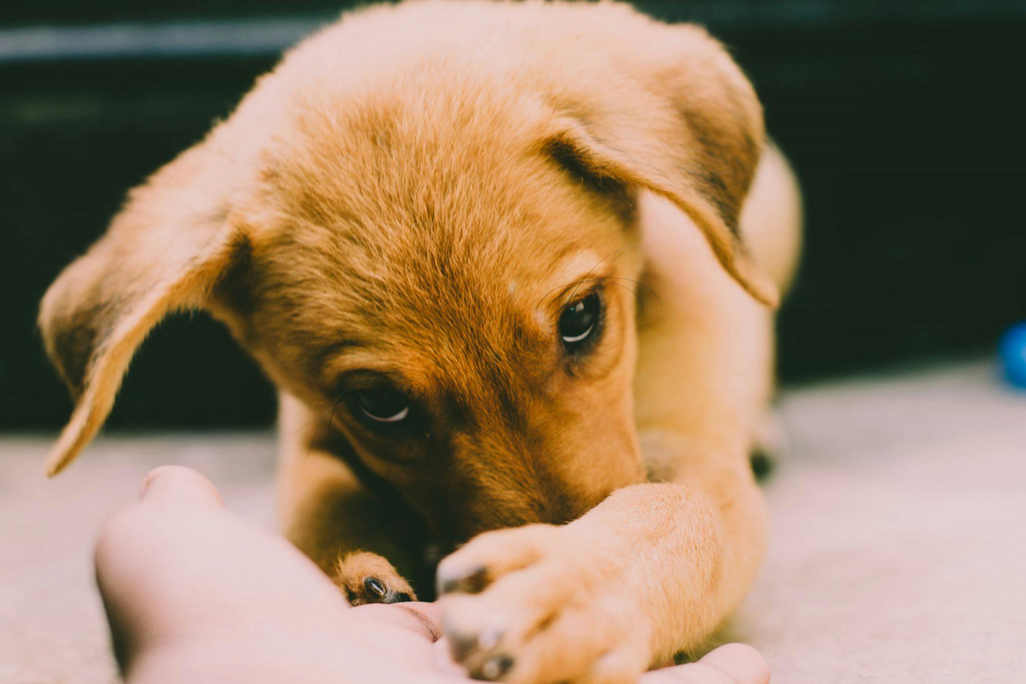 Dog Anxiety During Vet Visits