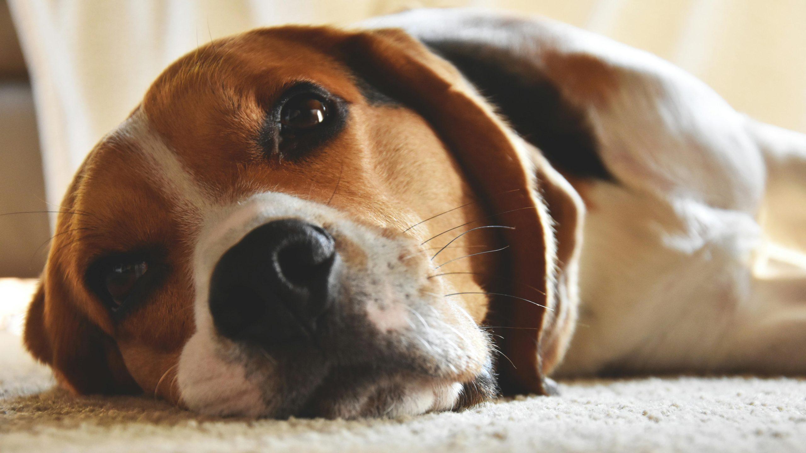 Can Dog Anxiety Cause Loss of Appetite